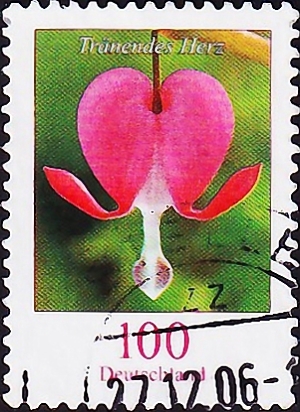  2006  .   (Lamprocapnos spectabilis) .  1,80 . (1)